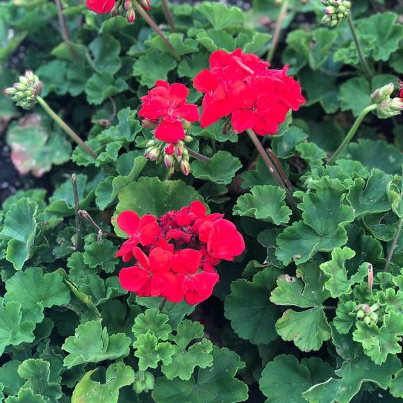 Meet your Posher, Mandy - Picture 1 of 1